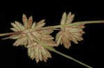 Bentawn flatsedge